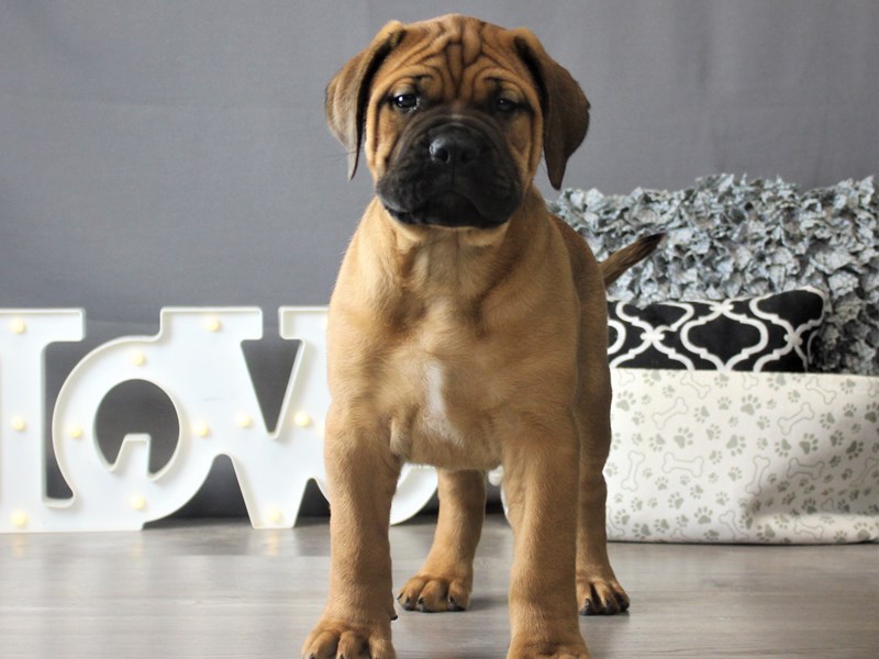 Bullmastiff