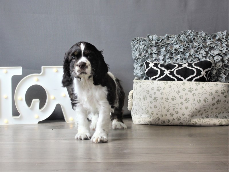 Cocker Spaniel