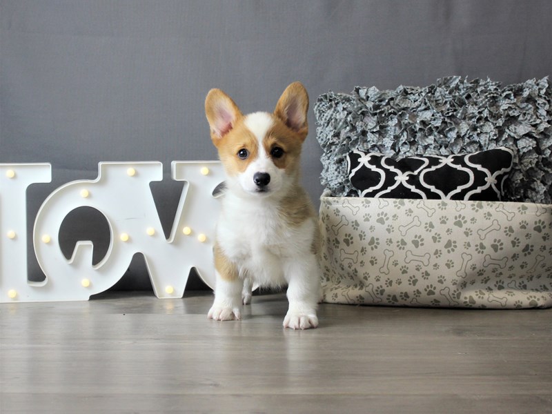 Pembroke Welsh Corgi