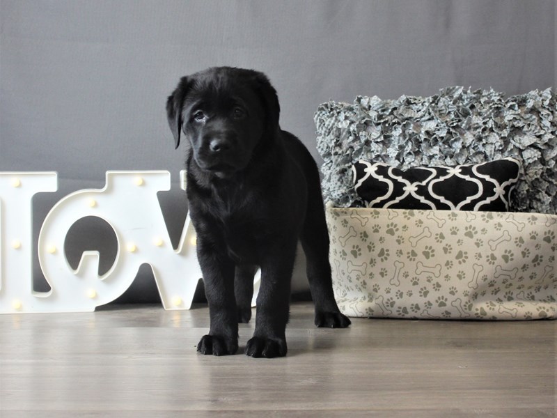Labrador Retriever