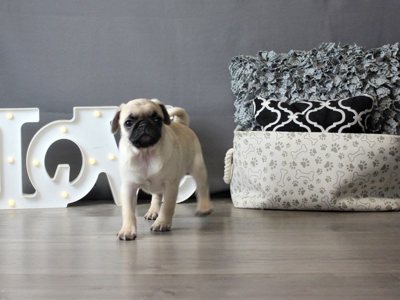 Pug
