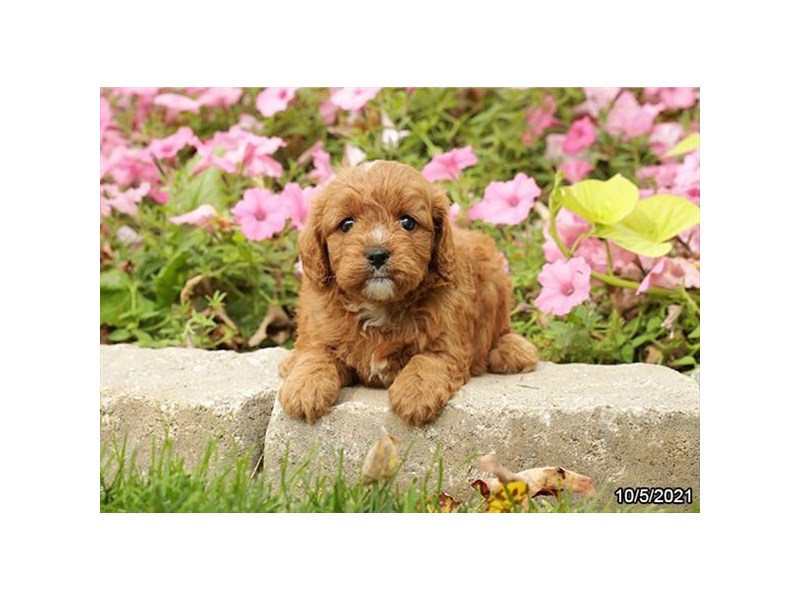 Poodle/Cavalier King Charles Spaniel