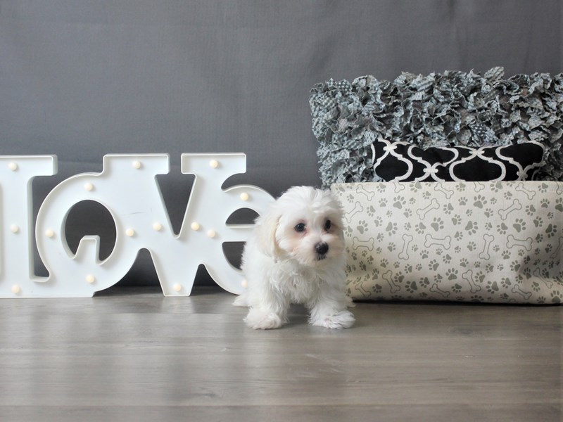 Coton De Tulear