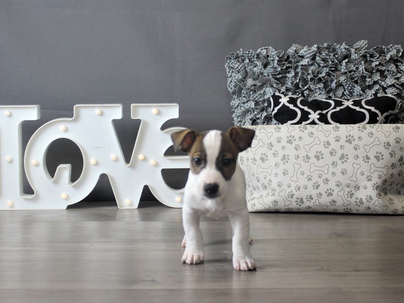 Jack Russell Terrier