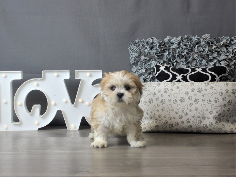 Lhasa Apso