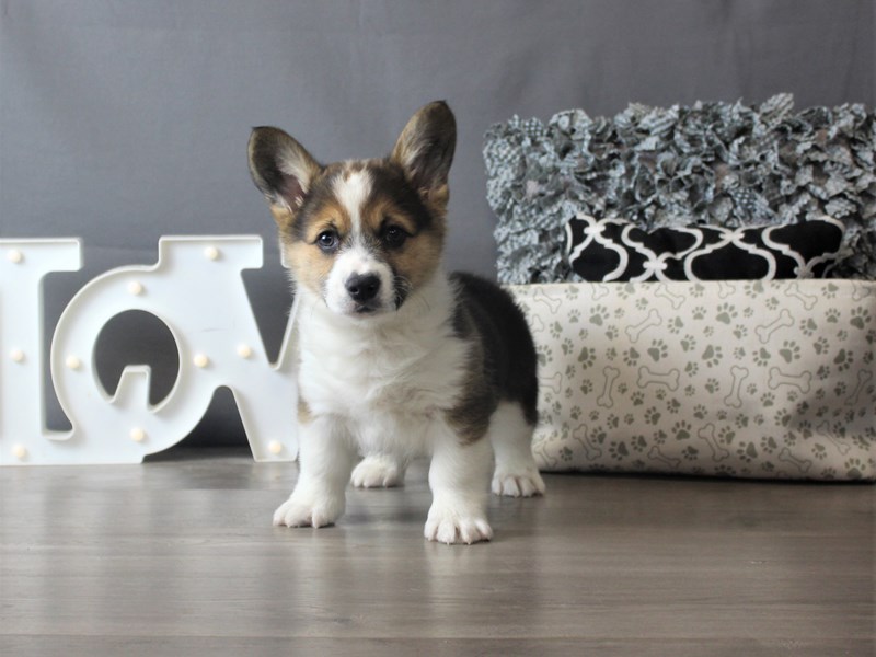 Pembroke Welsh Corgi