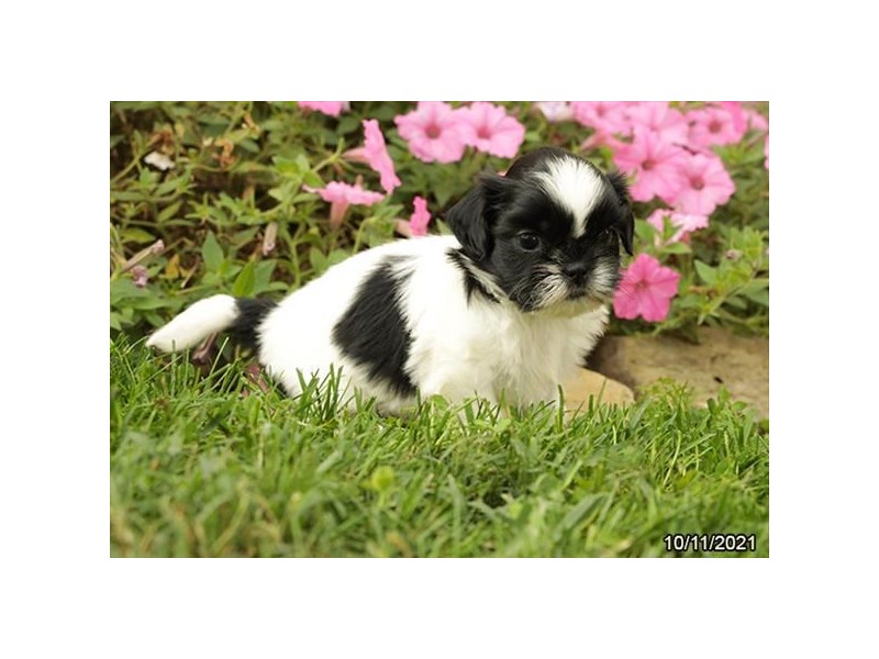 Shih Tzu