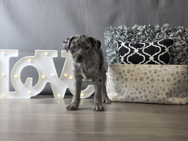 Australian Shepherd/Patterdale Terrier