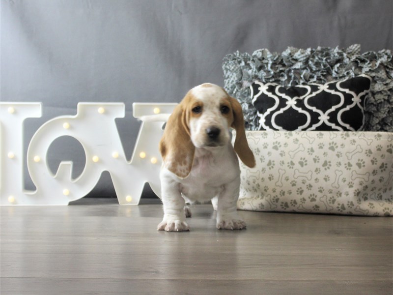 Basset Hound