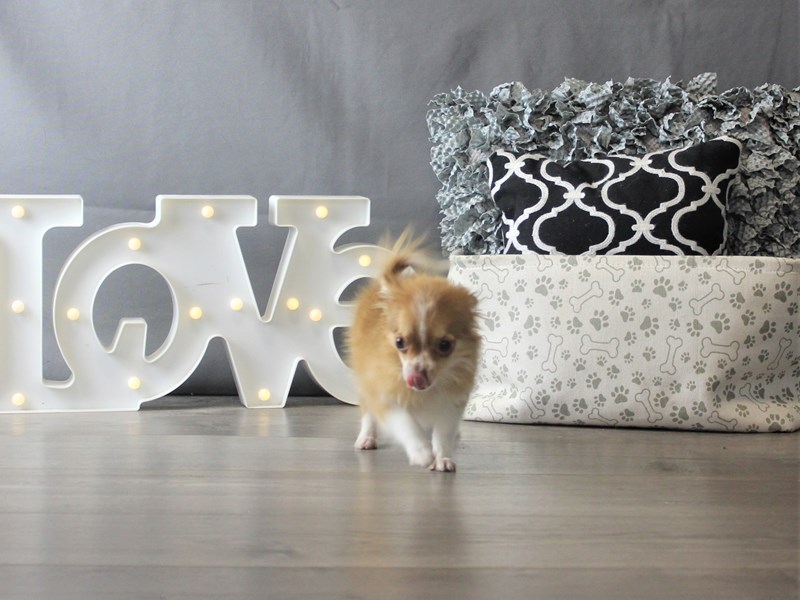 Chihuahua