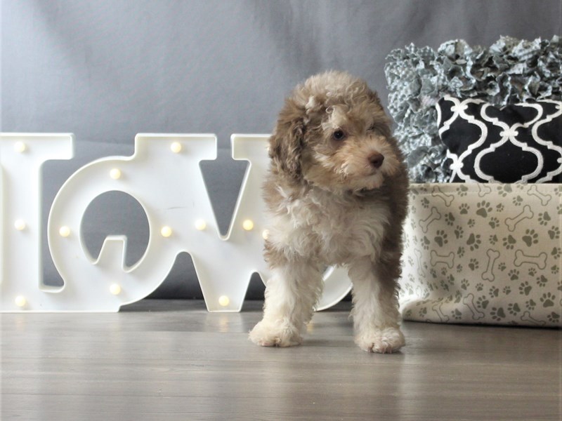 Poodle