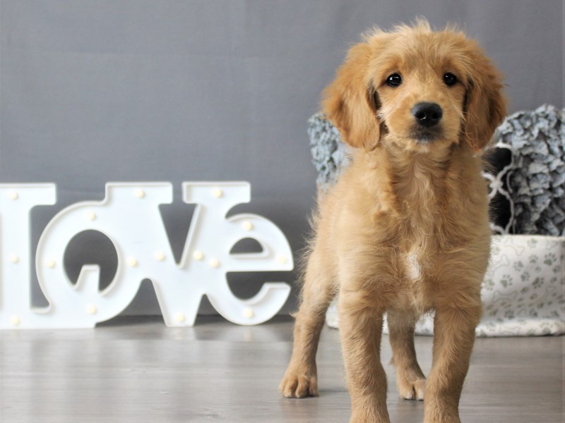 Goldendoodle Mini