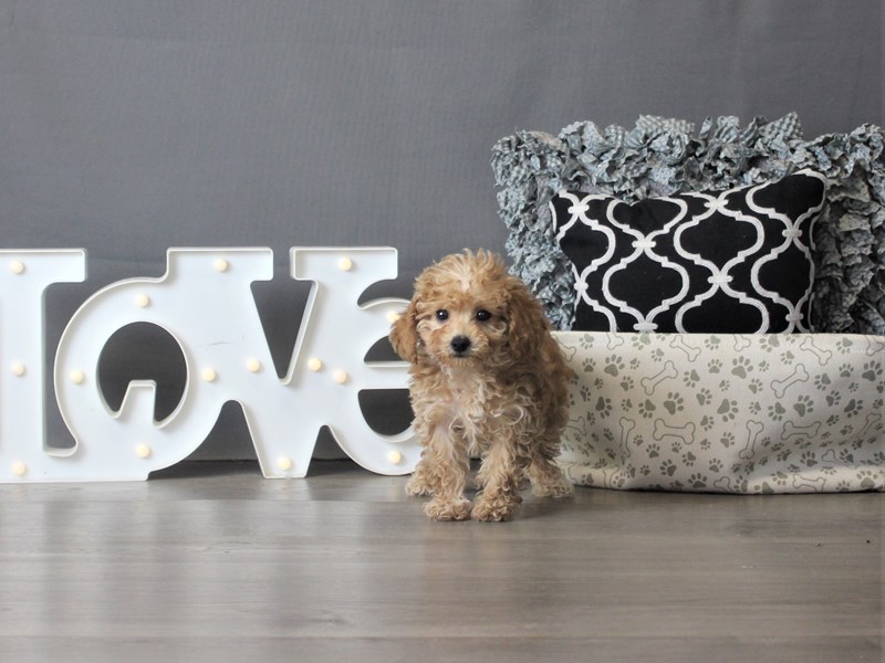 Yorkie Poo