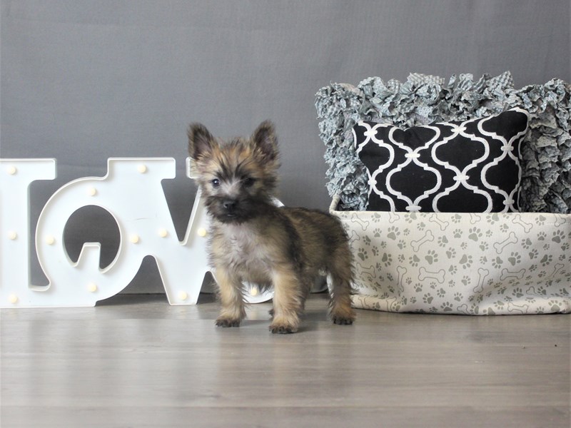 Cairn Terrier