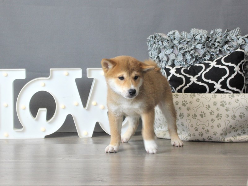 Shiba Inu