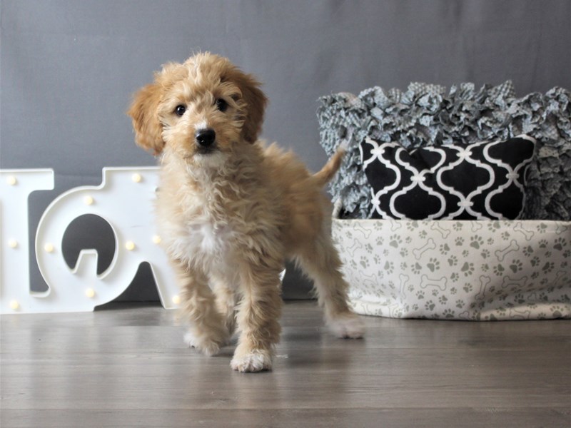Goldendoodle Mini