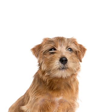 Norfolk sales terrier cost