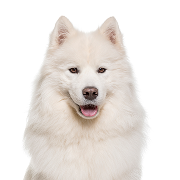 how much is a samoyed puppy usa