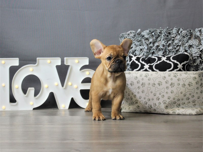 French Bulldog