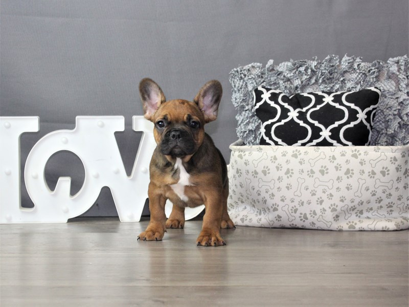 French Bulldog