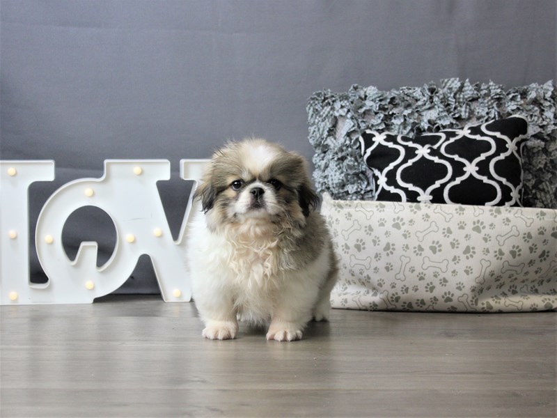 Pekingese