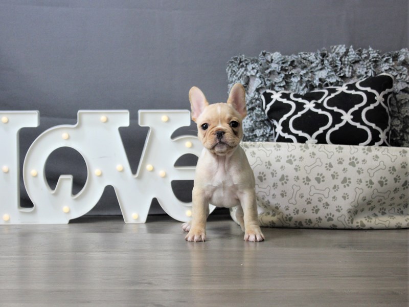 French Bulldog