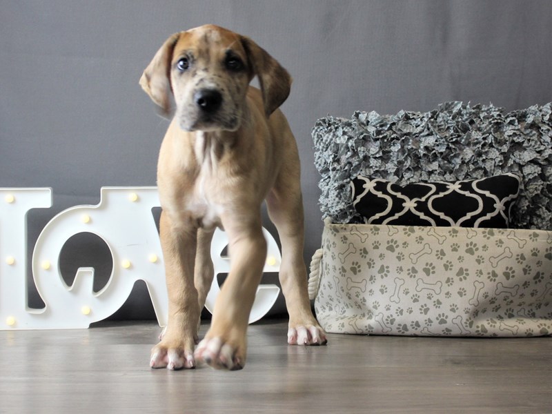 Great Dane