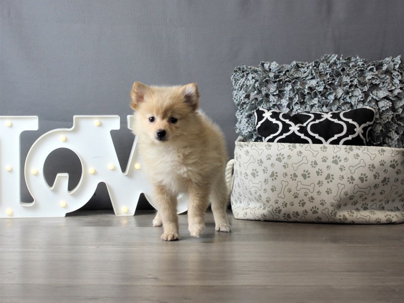 Pomeranian