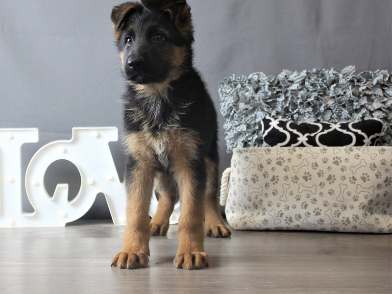 German Shepherd Dog
