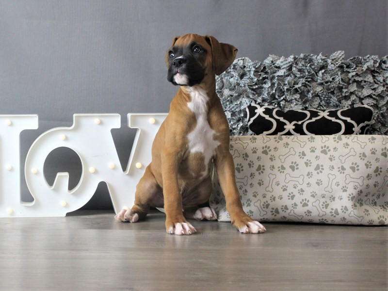 Boxer