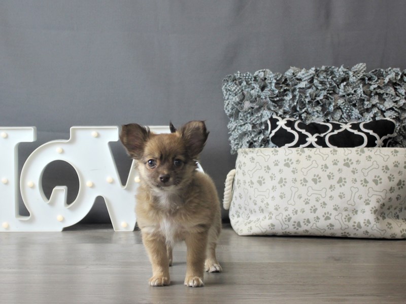 Chihuahua