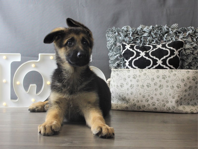 German Shepherd Dog