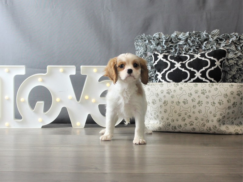 Cavalier King Charles Spaniel