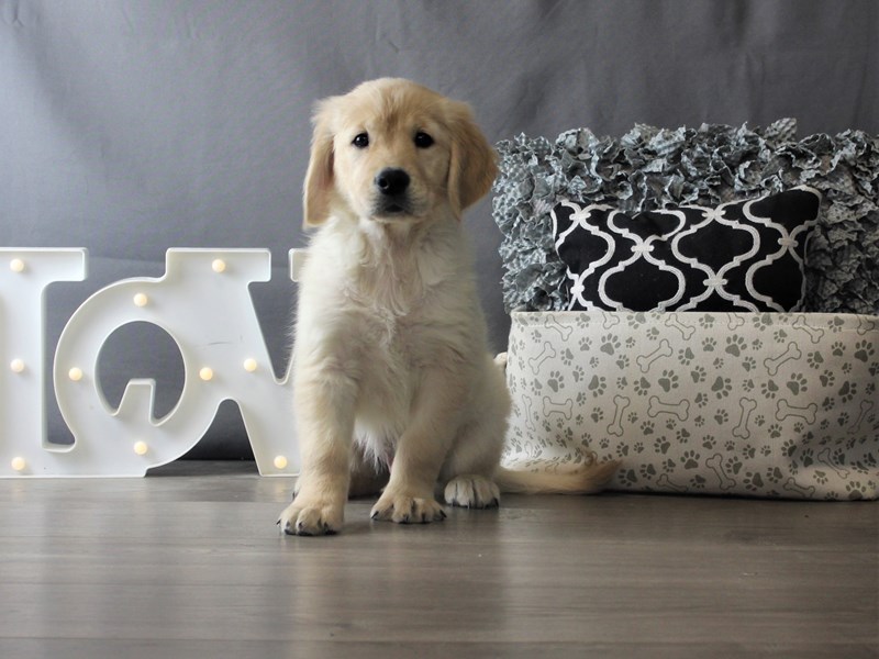 Golden Retriever