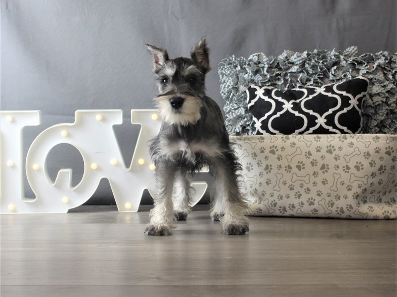 Miniature Schnauzer