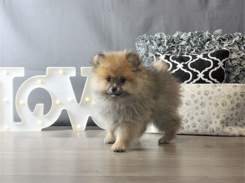 Pomeranian