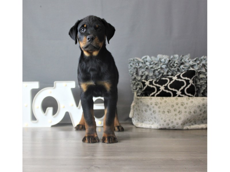 Rottweiler