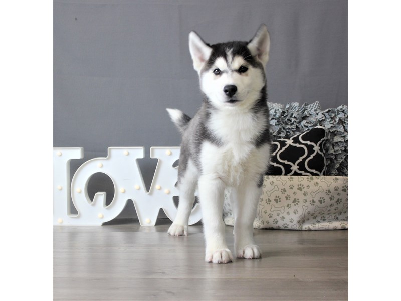 Siberian Husky