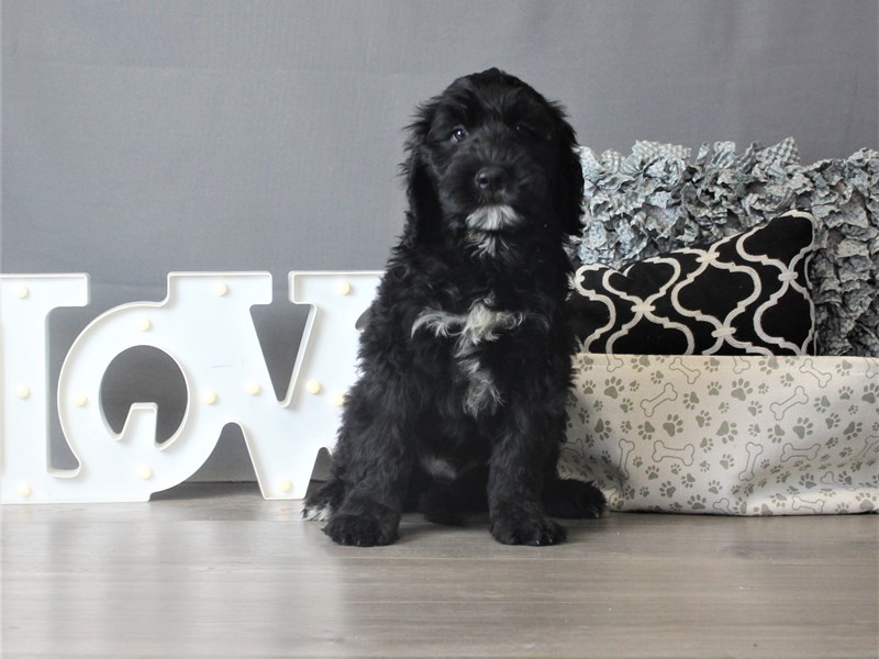 Portuguese Water Dog