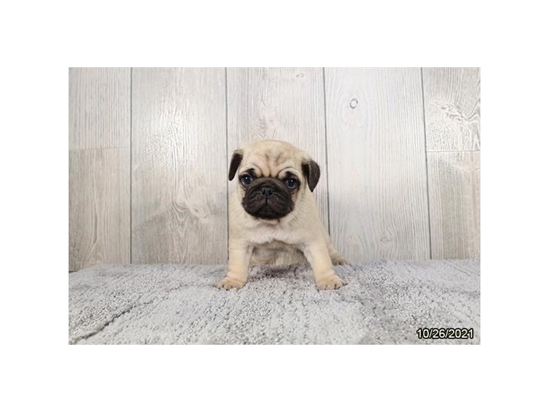 Pug