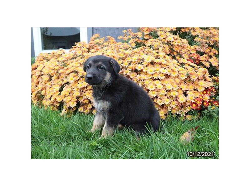German Shepherd Dog