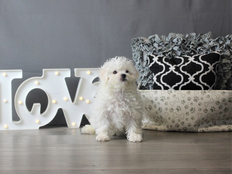 Bichon Frise