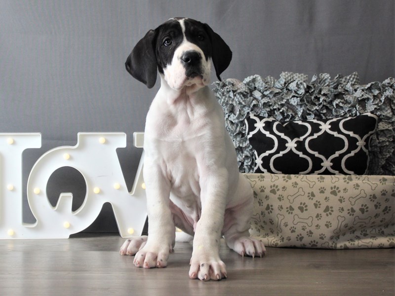 Great Dane