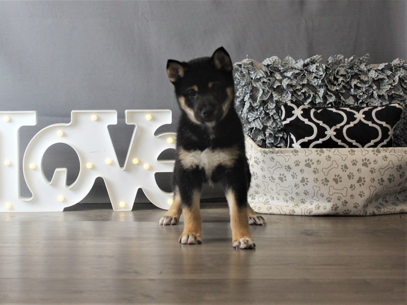 Shiba Inu