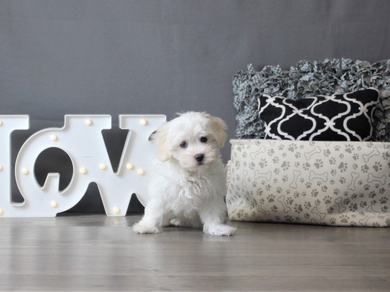 Coton De Tulear