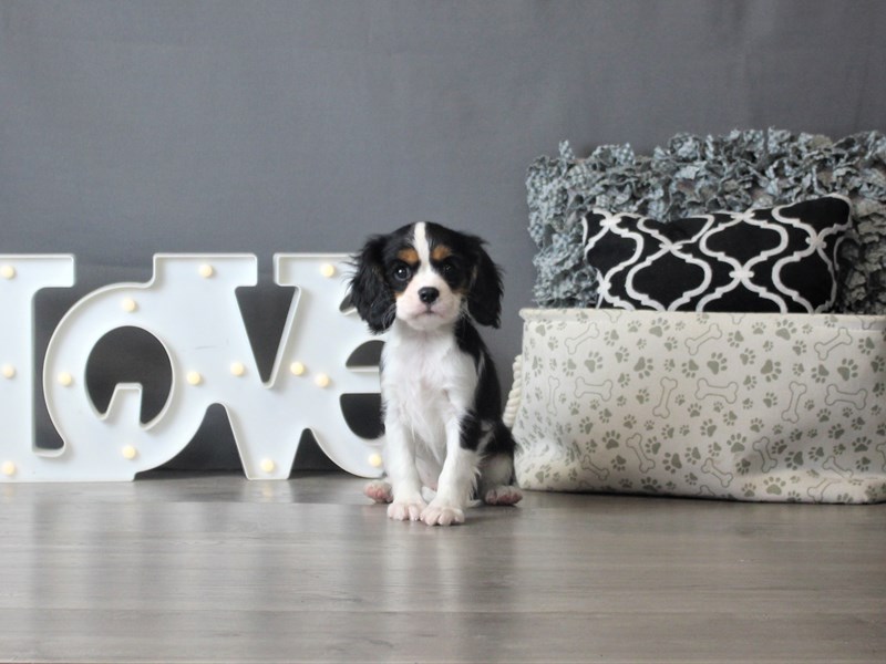 Cavalier King Charles Spaniel