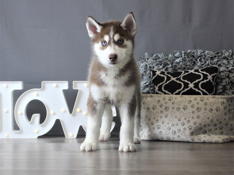 Siberian Husky Puppies Petland Carriage Place