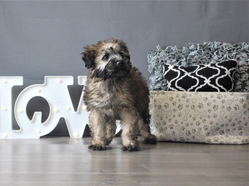 Soft Coated Wheaten Terrier