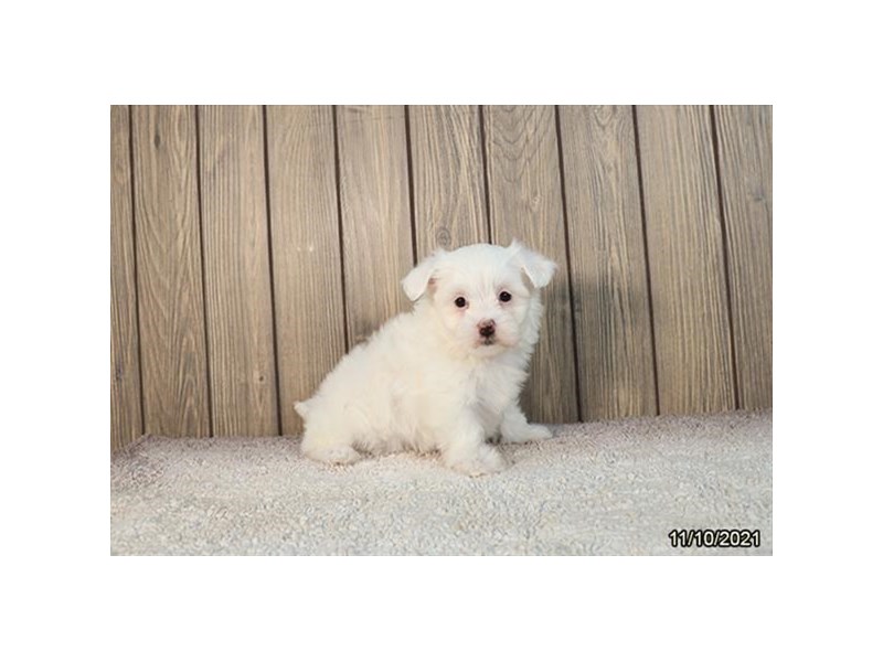 Maltese