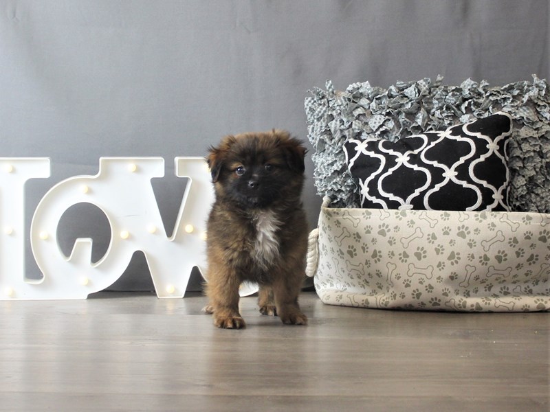 Shih Tzu/Pomeranian